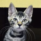 子猫の里親募集です（♀、5ヶ月齢、CC2511）