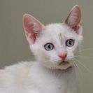 子猫の里親募集です（♀、5ヶ月齢、CC2526）