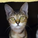 子猫の里親募集です（♀、5ヶ月齢、CC2553）