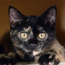 子猫の里親募集です（♀、5ヶ月齢、CC2561）
