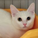 子猫の里親募集です（♀、5ヶ月齢、CC2590）
