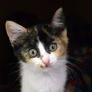 子猫の里親募集です（♀、5ヶ月齢、IC1019）