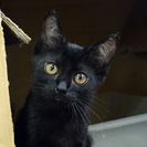 子猫の里親募集です（♀、5ヶ月齢、Y1028）