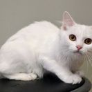 子猫の里親募集です（♀、6ヶ月齢、CC2566）