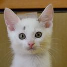 子猫の里親募集です（♂、4ヶ月齢、IC1029） - 柏市