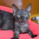 子猫の里親募集です（♂、4ヶ月齢、SC849）