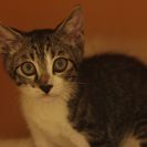 子猫の里親募集です（♂、5ヶ月齢、CC2410）