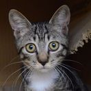 子猫の里親募集です（♂、5ヶ月齢、CC2579）