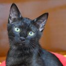 子猫の里親募集です（♂、4ヶ月齢、SC851）