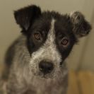 犬の里親募集です（オス、1才、CD1556）