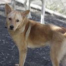 犬の里親募集です（メス、2才、CD1604）