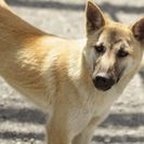 犬の里親募集です（オス、1才、CD1661）