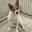 子犬の里親募集です（メス、9ヶ月齢、CD1765）