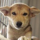 子犬の里親募集です（オス、6ヶ月齢、CD1853）