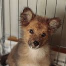 子犬の里親募集です（オス、5ヶ月齢、CD1859）