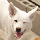 子犬の里親募集です（オス、6ヶ月齢、CD1860）
