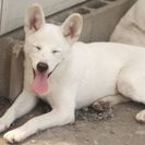 子犬の里親募集です（オス、6ヶ月齢、CD1861）
