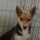 子犬の里親募集です（メス、5ヶ月齢、CD1865）