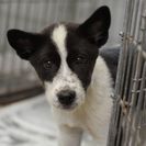 子犬の里親募集です（オス、5ヶ月齢、CD1866）