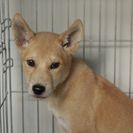 子犬の里親募集です（メス、4ヶ月齢、CD1872）