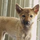 子犬の里親募集です（メス、6ヶ月齢、CD1873）