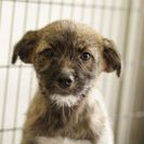 子犬の里親募集です（メス、4ヶ月齢、CD1886）
