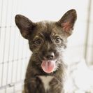 子犬の里親募集です（オス、4ヶ月齢、CD1887）