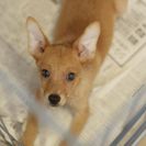 子犬の里親募集です（メス、4ヶ月齢、CD1895）