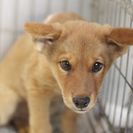 子犬の里親募集です（メス、4ヶ月齢、CD1891）