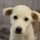 子犬の里親募集です（オス、4ヶ月齢、CD1892）