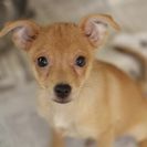 子犬の里親募集です（オス、4ヶ月齢、CD1894）