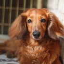 犬の里親募集です（オス、5才、FD160）