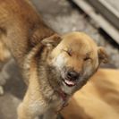 犬の里親募集です（メス、8才、FD8）