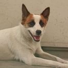 犬の里親募集です（オス、1才、ID1337）