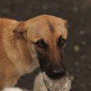 犬の里親募集です（メス、1才、ID1482）