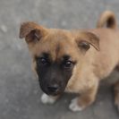 子犬の里親募集です（オス、8ヶ月齢、ID1573）