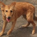 子犬の里親募集です（メス、7ヶ月齢、ID1663）