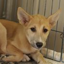 子犬の里親募集です（メス、6ヶ月齢、ID1738）