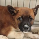 子犬の里親募集です（オス、5ヶ月齢、ID1757）