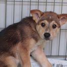 子犬の里親募集です（メス、5ヶ月齢、ID1758）
