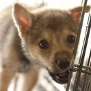 子犬の里親募集です（オス、4ヶ月齢、ID1773）