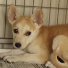 子犬の里親募集です（メス、4ヶ月齢、ID1783）