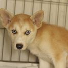 子犬の里親募集です（オス、4ヶ月齢、ID1784）