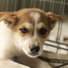 子犬の里親募集です（メス、5ヶ月齢、ID1790）