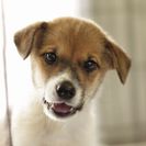 子犬の里親募集です（オス、4ヶ月齢、ID1804）