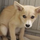 子犬の里親募集です（メス、4ヶ月齢、ID1806）