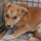 子犬の里親募集です（メス、4ヶ月齢、ID1807）