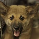 子犬の里親募集です（オス、4ヶ月齢、ID1813）