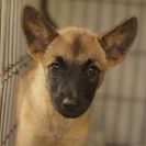 子犬の里親募集です（メス、4ヶ月齢、ID1820）