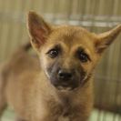 子犬の里親募集です（オス、4ヶ月齢、ID1825）